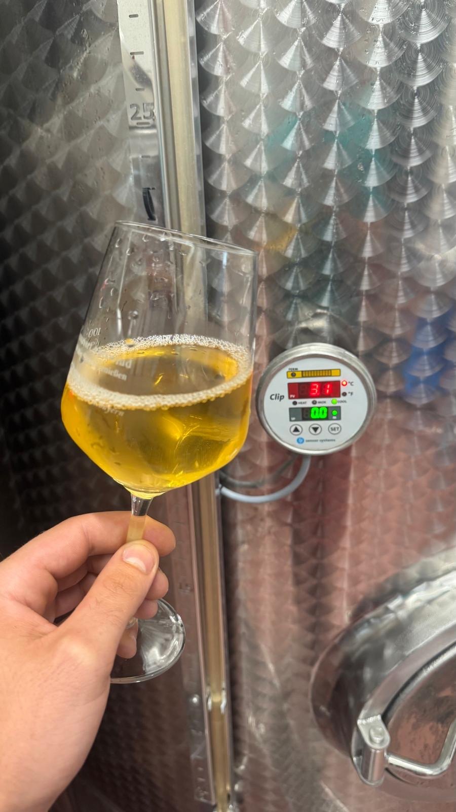 Glas mit jungem, trübem Federweißer vor einem Gärtank