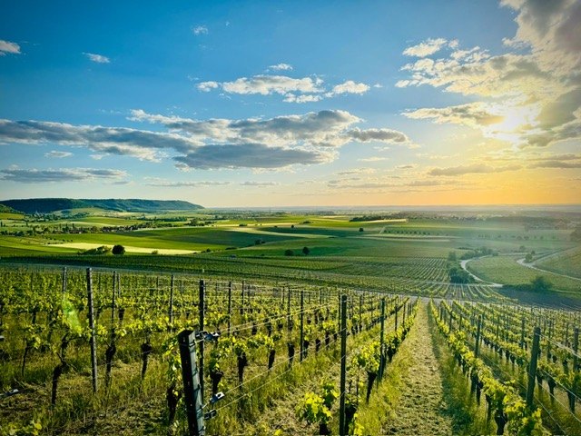 Weinberge bei Sonnenuntergang